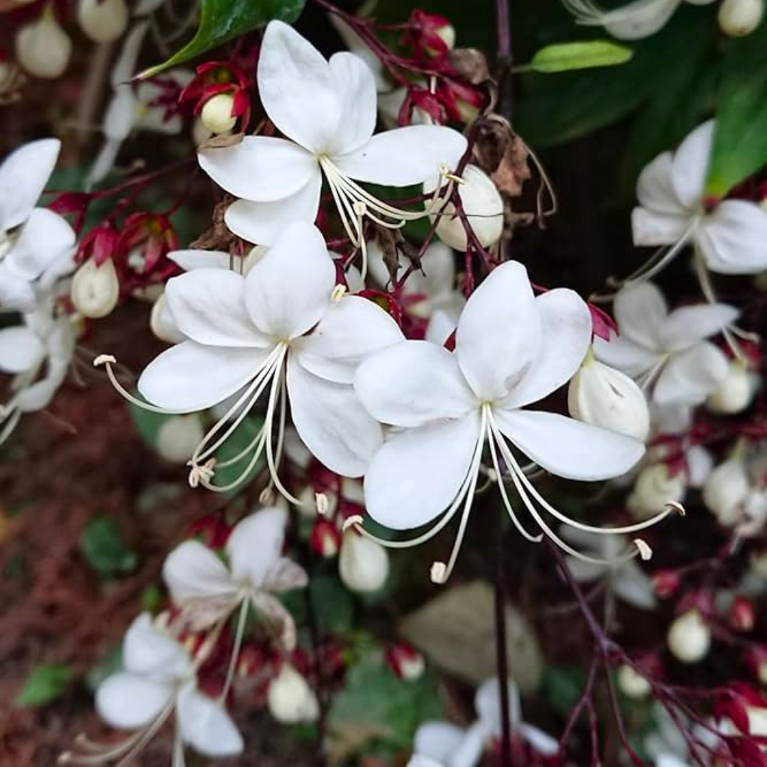 Chains of Glory Live Plant