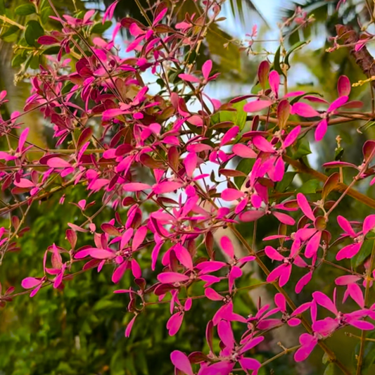 Congea Tomentosa dark pink flowering climber plant