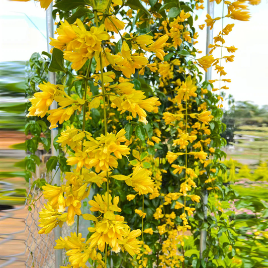 Golden Cascade Creeper yellow flowering climber plant