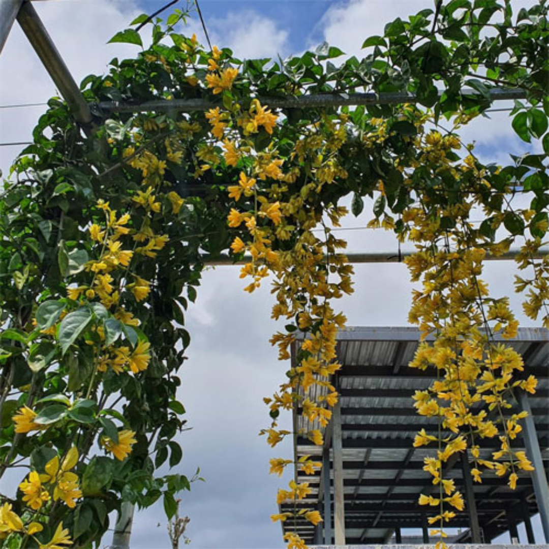 Golden Cascade Creeper Live Plant