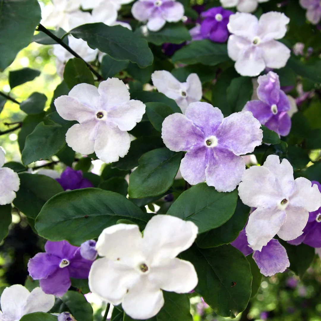Yesterday Today Tomorrow color changing flowering plant