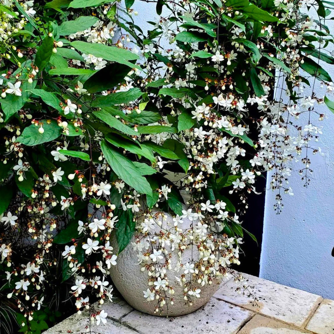 Chains of Glory Live Plant