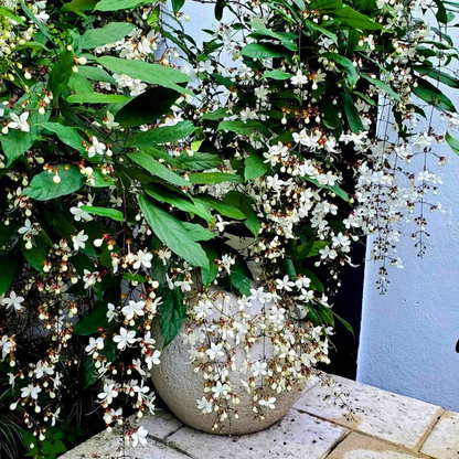 Chains of Glory Live Plant