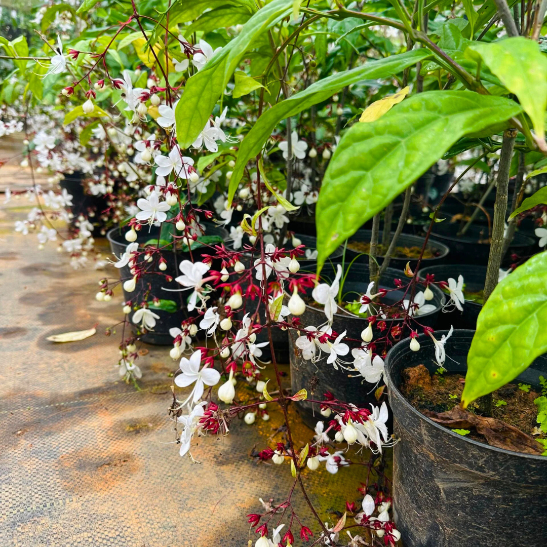 Chains of Glory Live Plant