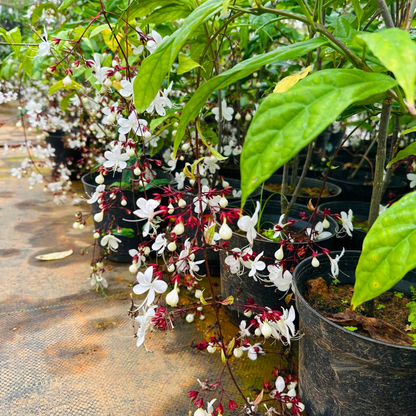 Chains of Glory Live Plant
