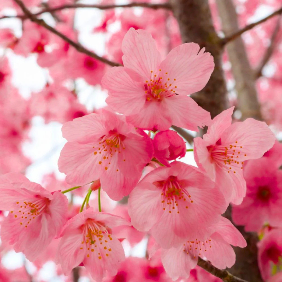 Cherry Blossom Prunus serrulata Sakura flowering tree plant