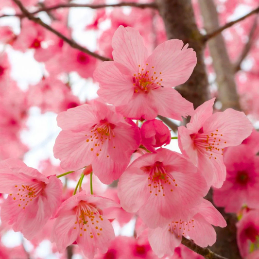 Cherry Blossom Prunus serrulata Sakura flowering tree plant