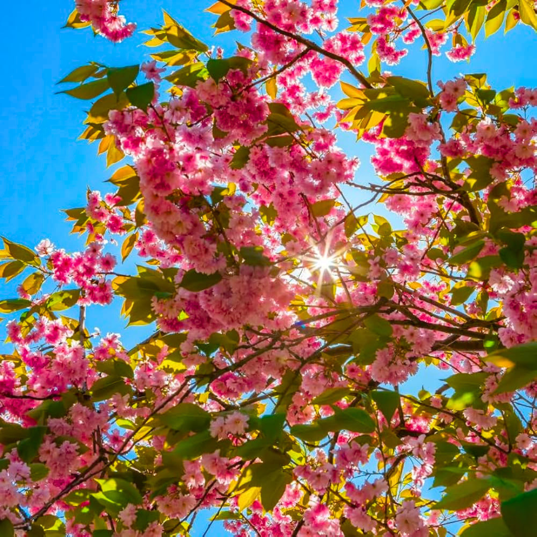 Cherry Blossom Prunus serrulata Sakura flowering tree plant