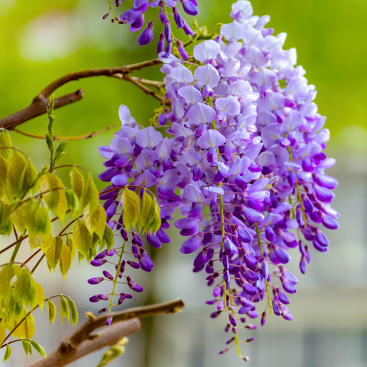Chinese Wisteria purple fragrant flowering climber plant