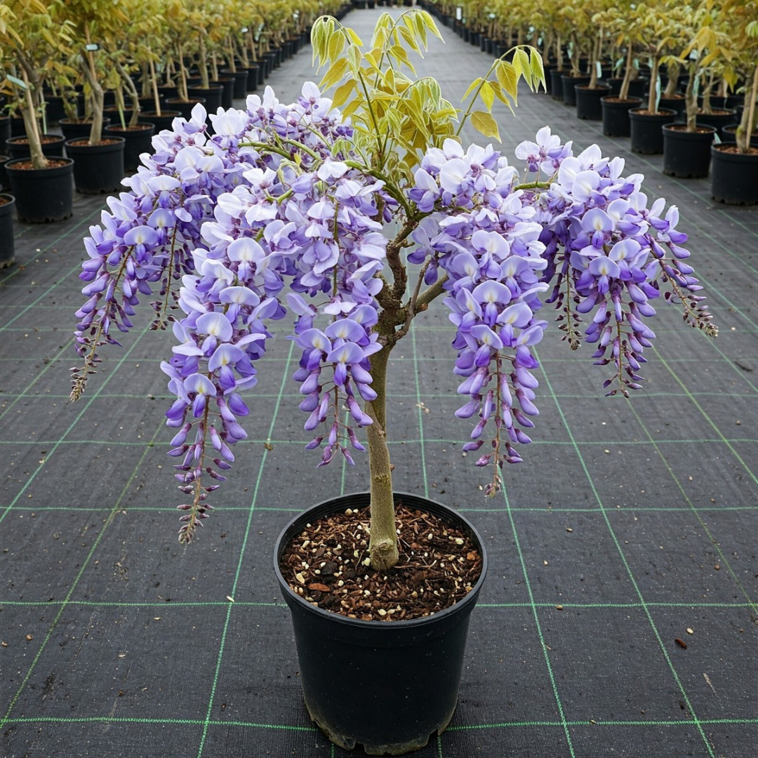 Chinese Wisteria purple fragrant flowering climber plant