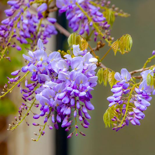 Chinese Wisteria purple fragrant flowering climber plant