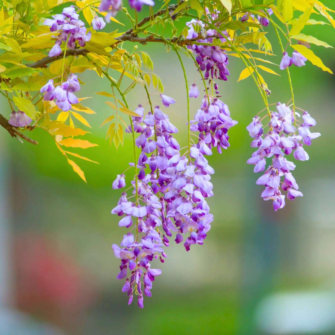 Chinese Wisteria purple fragrant flowering climber plant