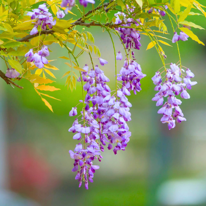 Chinese Wisteria purple fragrant flowering climber plant
