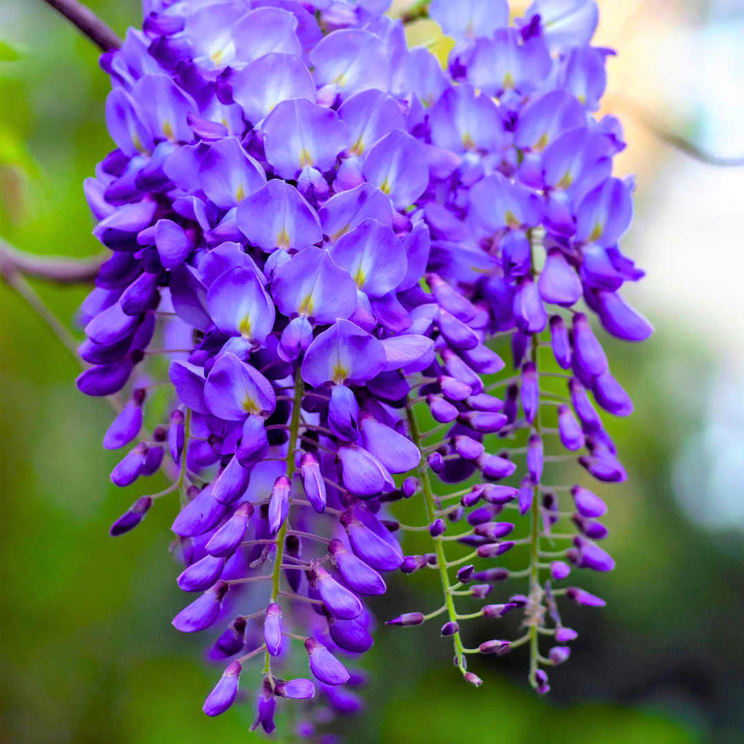Chinese Wisteria purple fragrant flowering climber plant