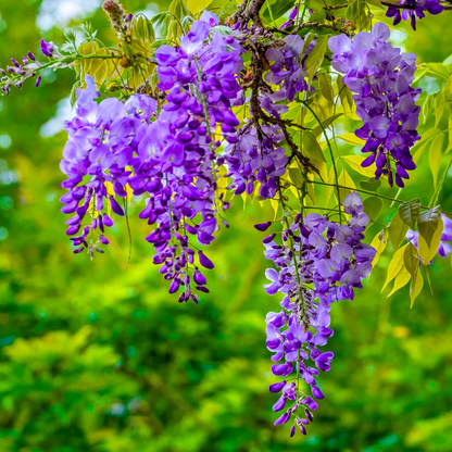 Chinese Wisteria purple fragrant flowering climber plant