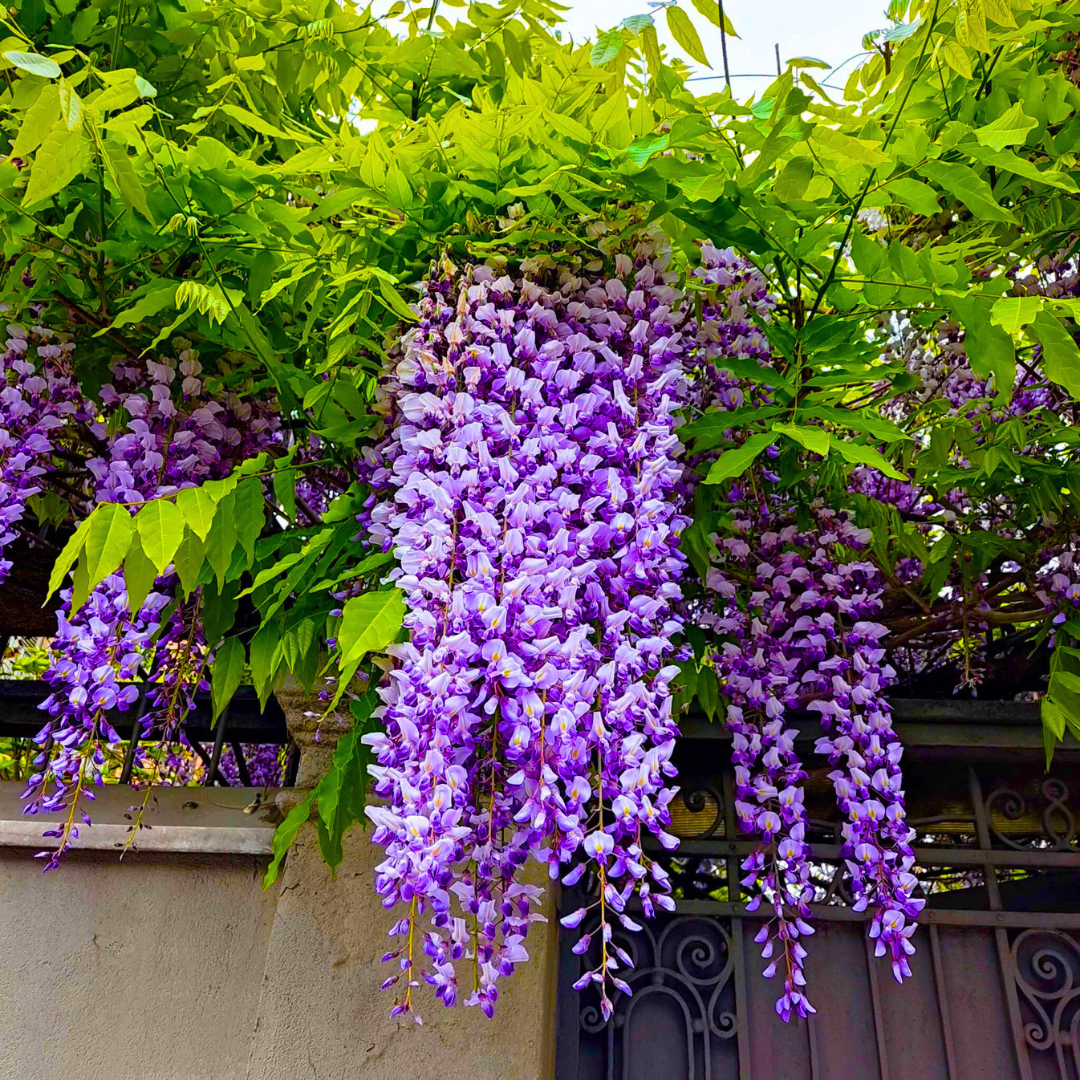 Chinese Wisteria purple fragrant flowering climber plant