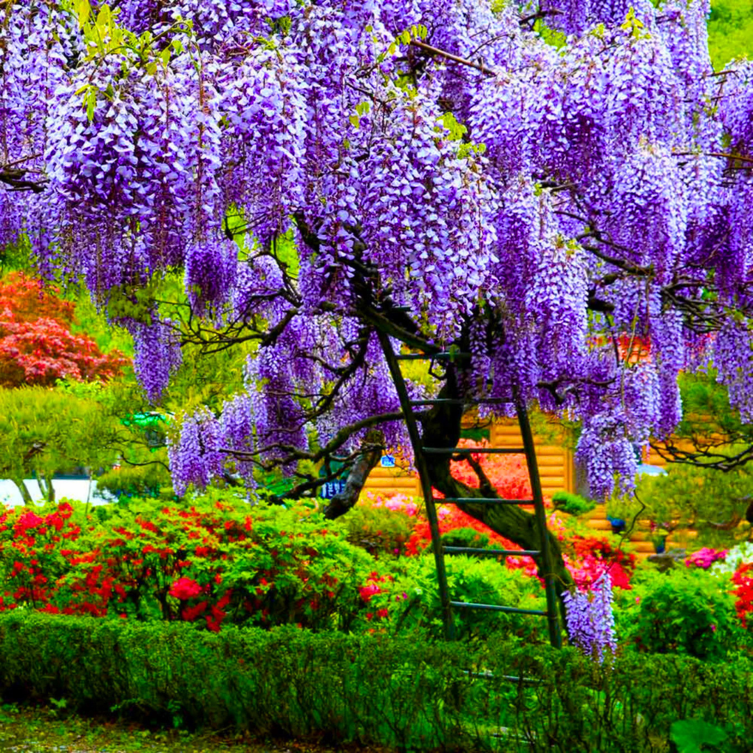Chinese Wisteria purple fragrant flowering climber plant