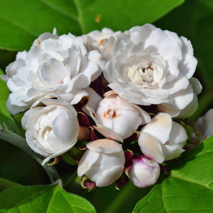 Clerodendrum Fragrans fragrant white flowering plant