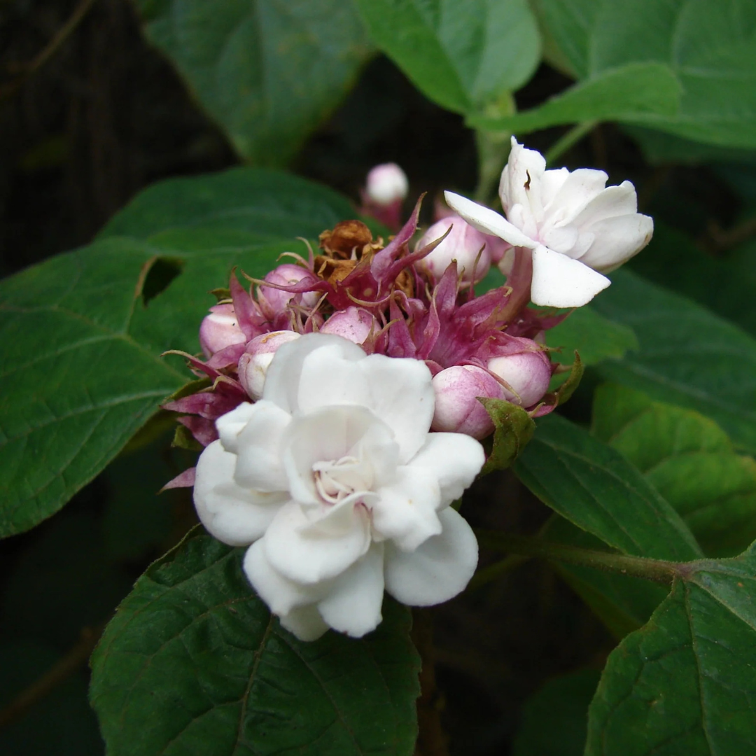 Clerodendrum Fragrans fragrant white flowering plant