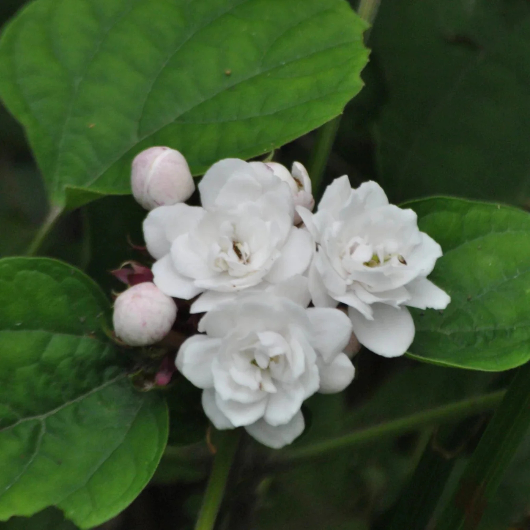 Clerodendrum Fragrans fragrant white flowering plant