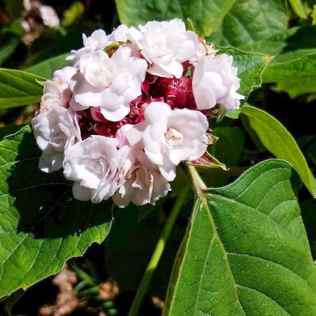 Clerodendrum Fragrans fragrant white flowering plant