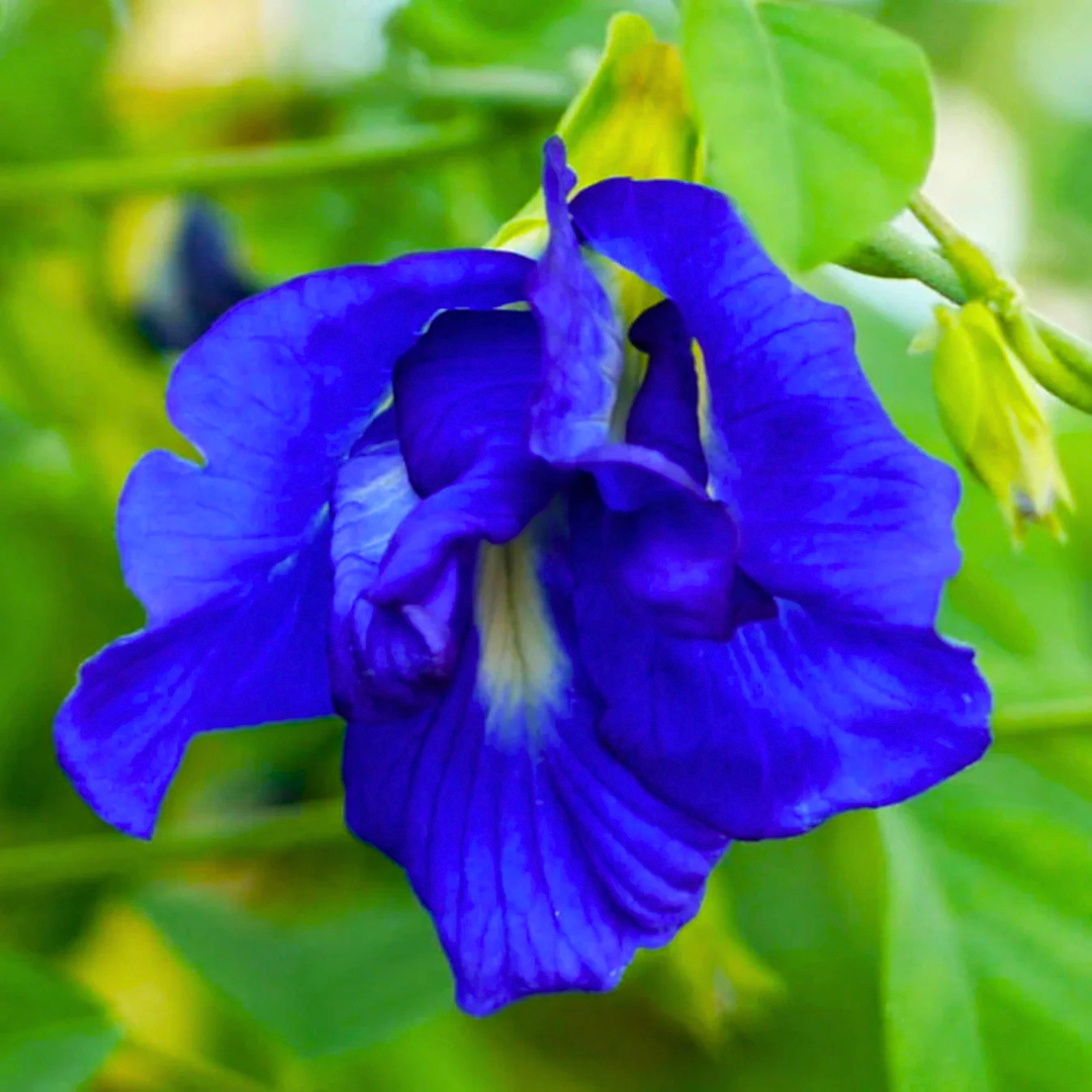 Clitoria Ternatea blue multipetal butterfly pea medicinal plant
