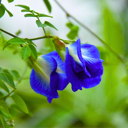 Clitoria Ternatea blue multipetal butterfly pea medicinal plant