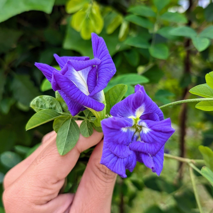 Clitoria Ternatea blue multipetal butterfly pea medicinal plant