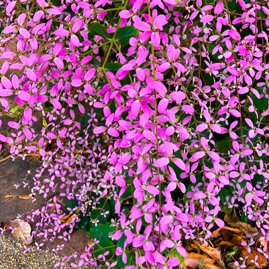 Congea Tomentosa dark pink flowering climber plant