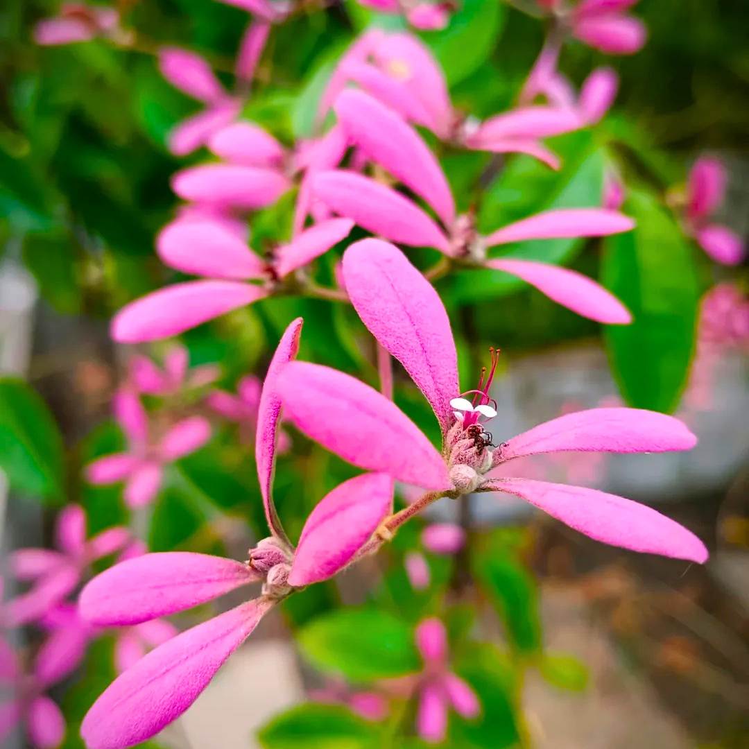 Congea Tomentosa dark pink flowering climber plant