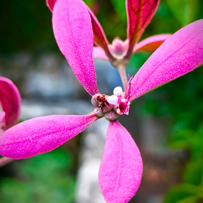 Congea Tomentosa dark pink flowering climber plant