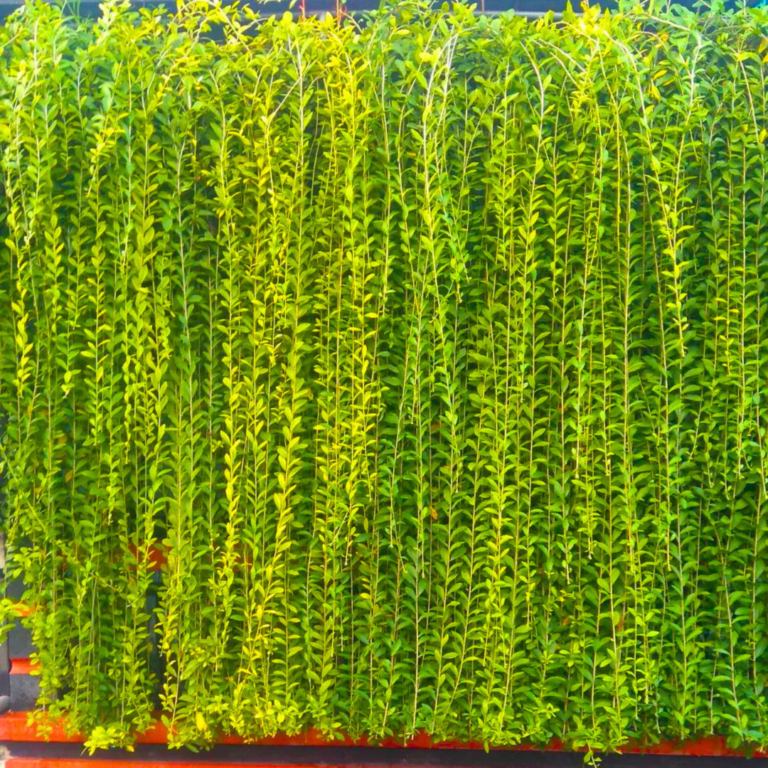 Curtain Creeper Tarlmounia elliptica green curtain plant