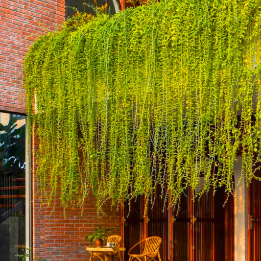Curtain Creeper Tarlmounia elliptica green curtain plant