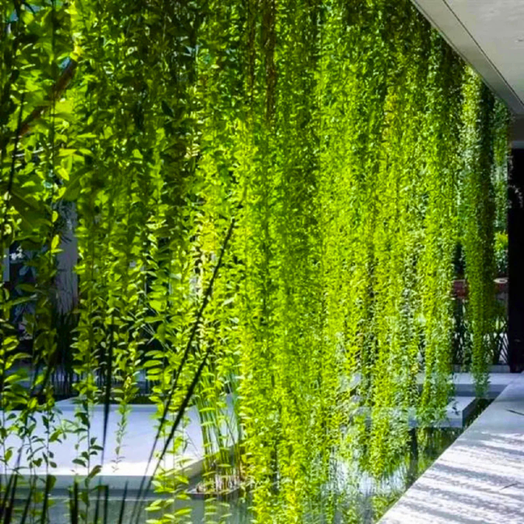 Curtain Creeper Tarlmounia elliptica green curtain plant
