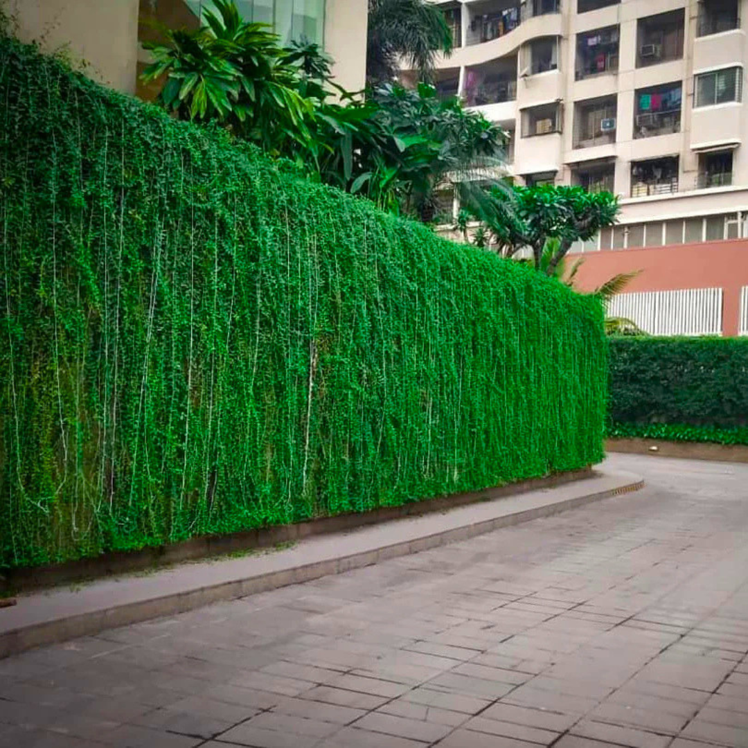 Curtain Creeper Tarlmounia elliptica green curtain plant