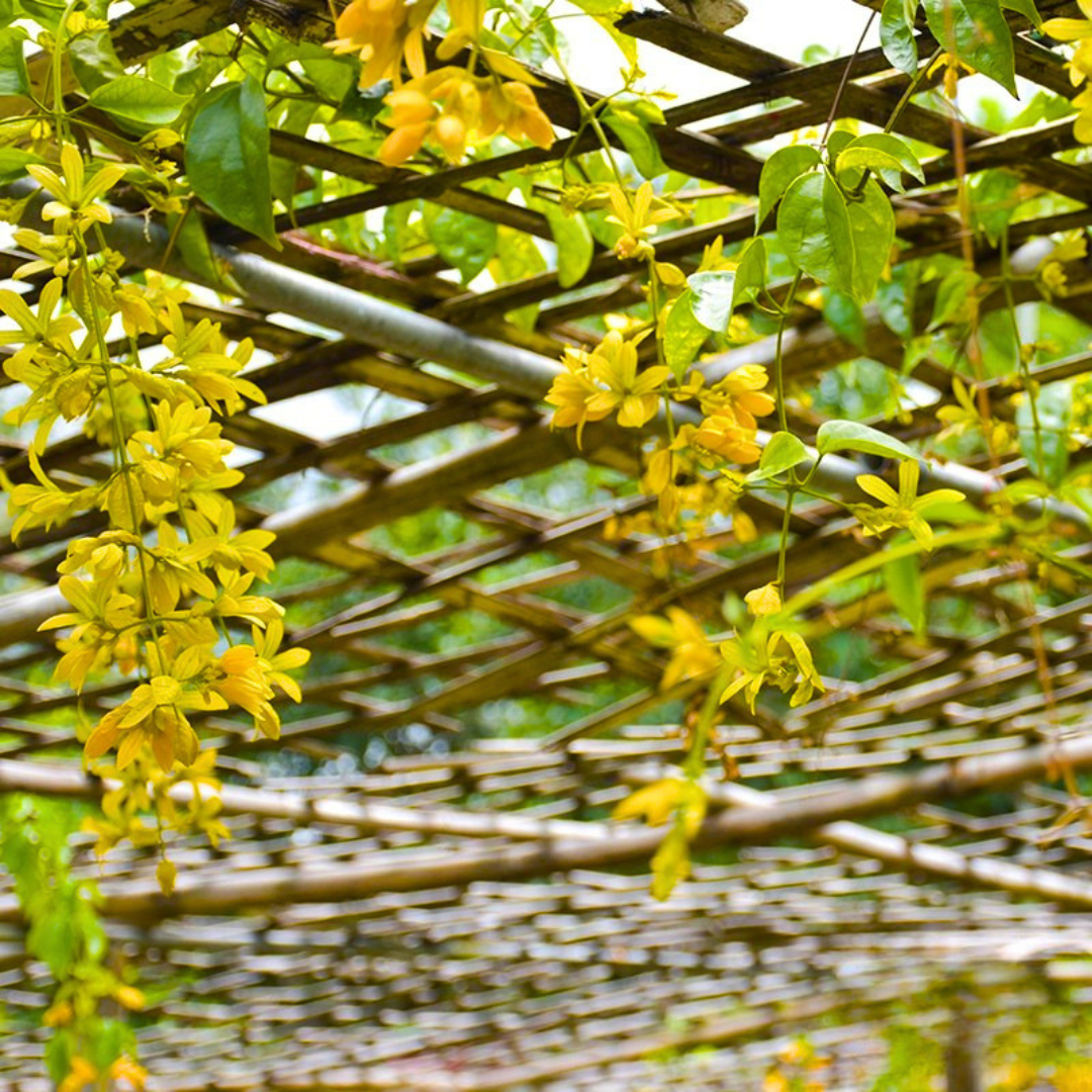 Yellow flowers hanging from a trellis