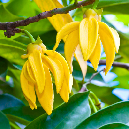 Golden Manoranjitham Hari Champa fragrant live plant