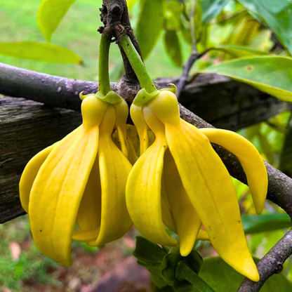 Golden Manoranjitham Hari Champa fragrant live plant