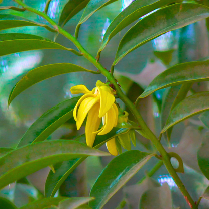 Golden Manoranjitham Hari Champa fragrant live plant