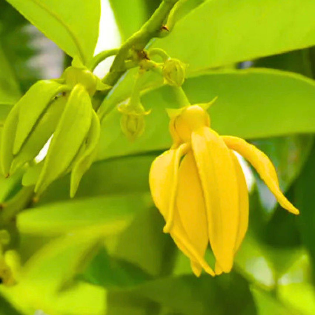 Golden Manoranjitham Hari Champa fragrant live plant