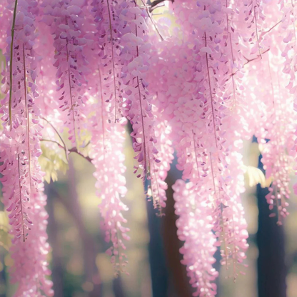 Japanese pink wisteria fragrant flowering climber plant