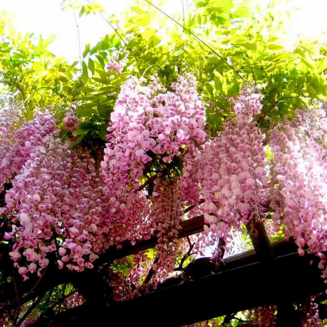 Japanese pink wisteria fragrant flowering climber plant