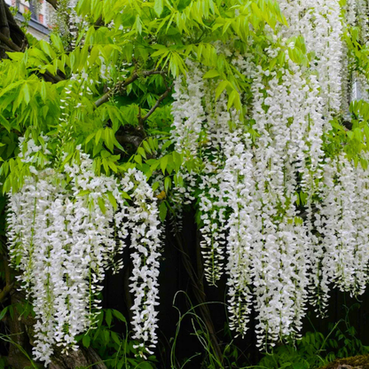 Japanese white wisteria fragrant flowering climber plant