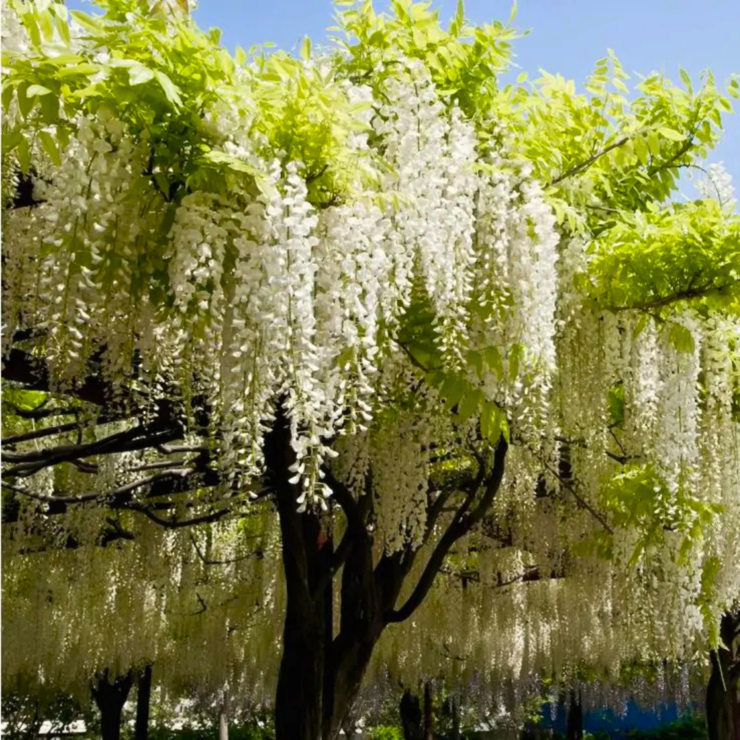 Japanese white wisteria fragrant flowering climber plant