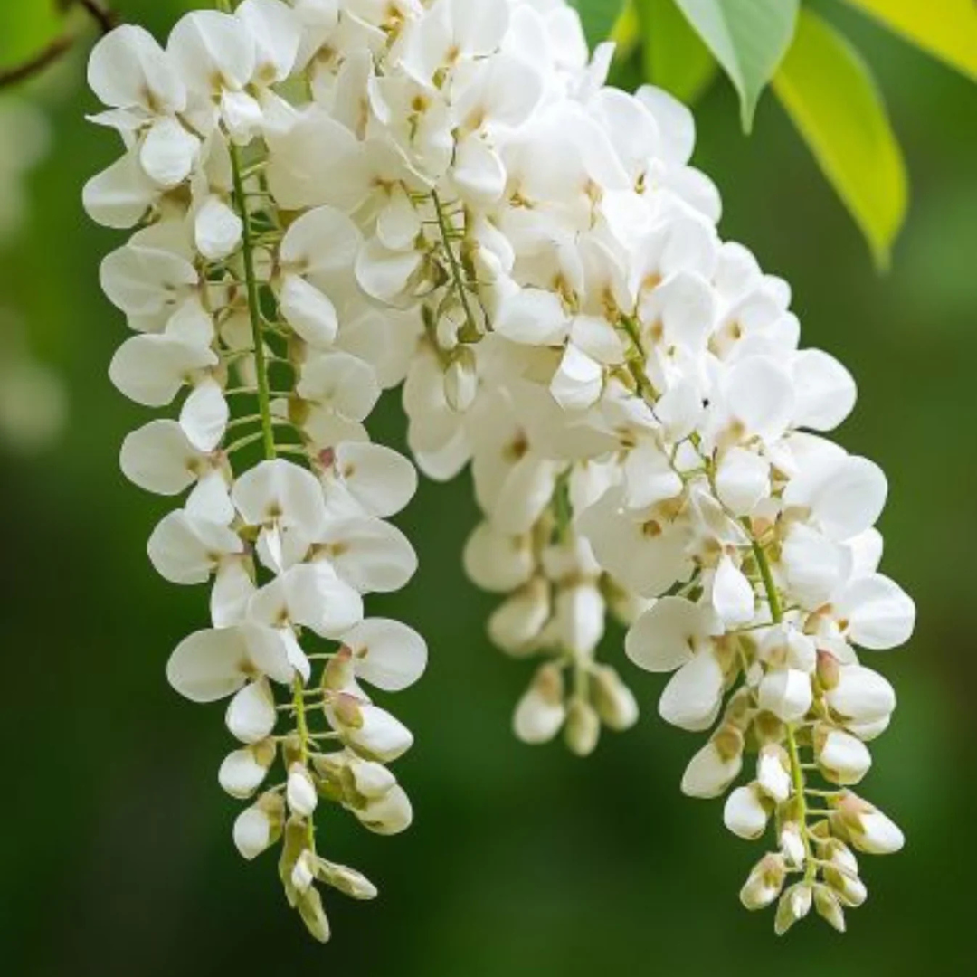 Japanese white wisteria fragrant flowering climber plant