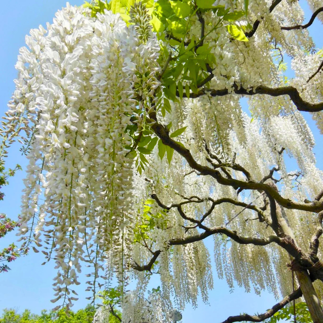Japanese white wisteria fragrant flowering climber plant