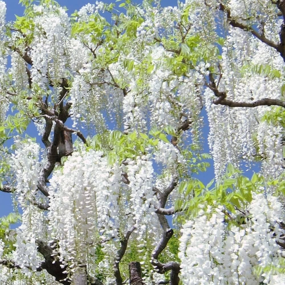 Japanese white wisteria fragrant flowering climber plant