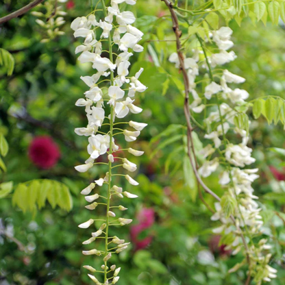 Japanese white wisteria fragrant flowering climber plant