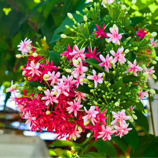 Madhumalti Rangoon Creeper double petal flowering climber plant