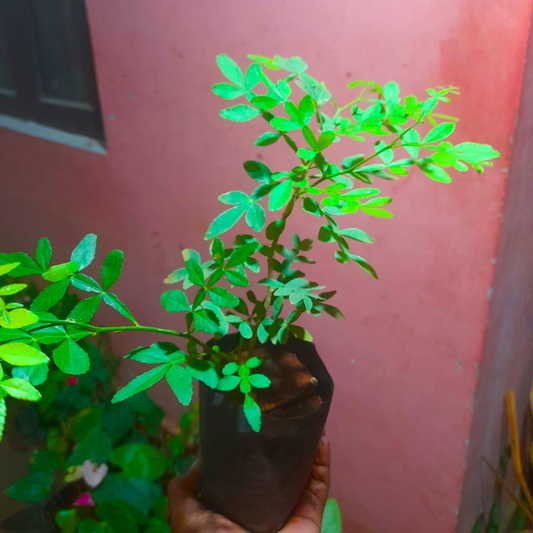 Maha Vilvam Bilva live plant for home temple